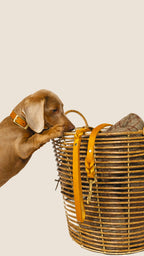 Collar Brandy