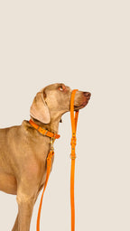 Correa Orange