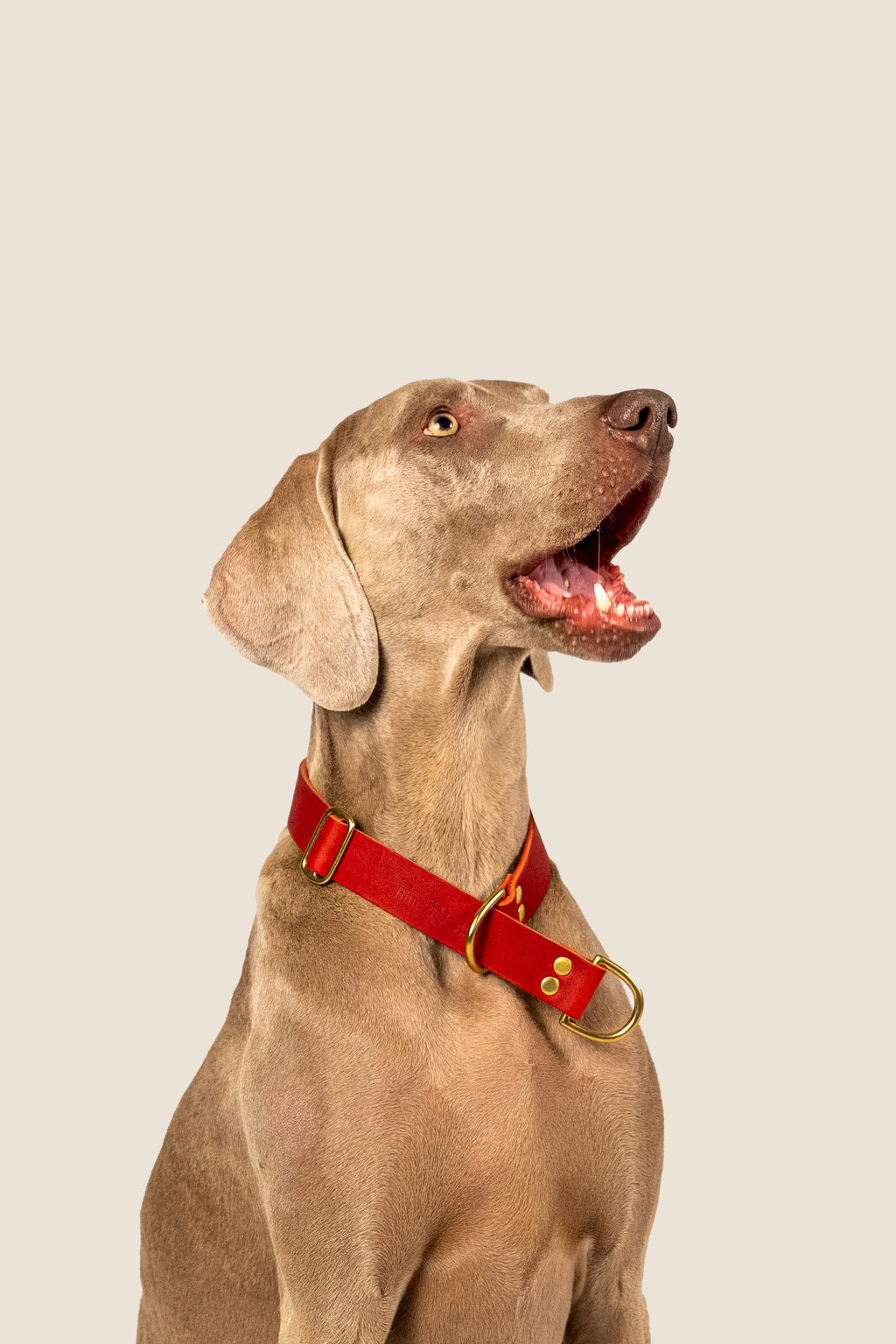 Collar Martingale Deep Red