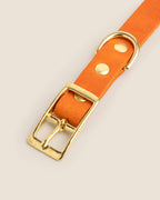 Collar Orange