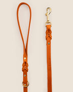 Correa Orange