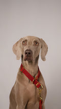 The Noble Pack - Collar Martingale, correa y chapita personalizada