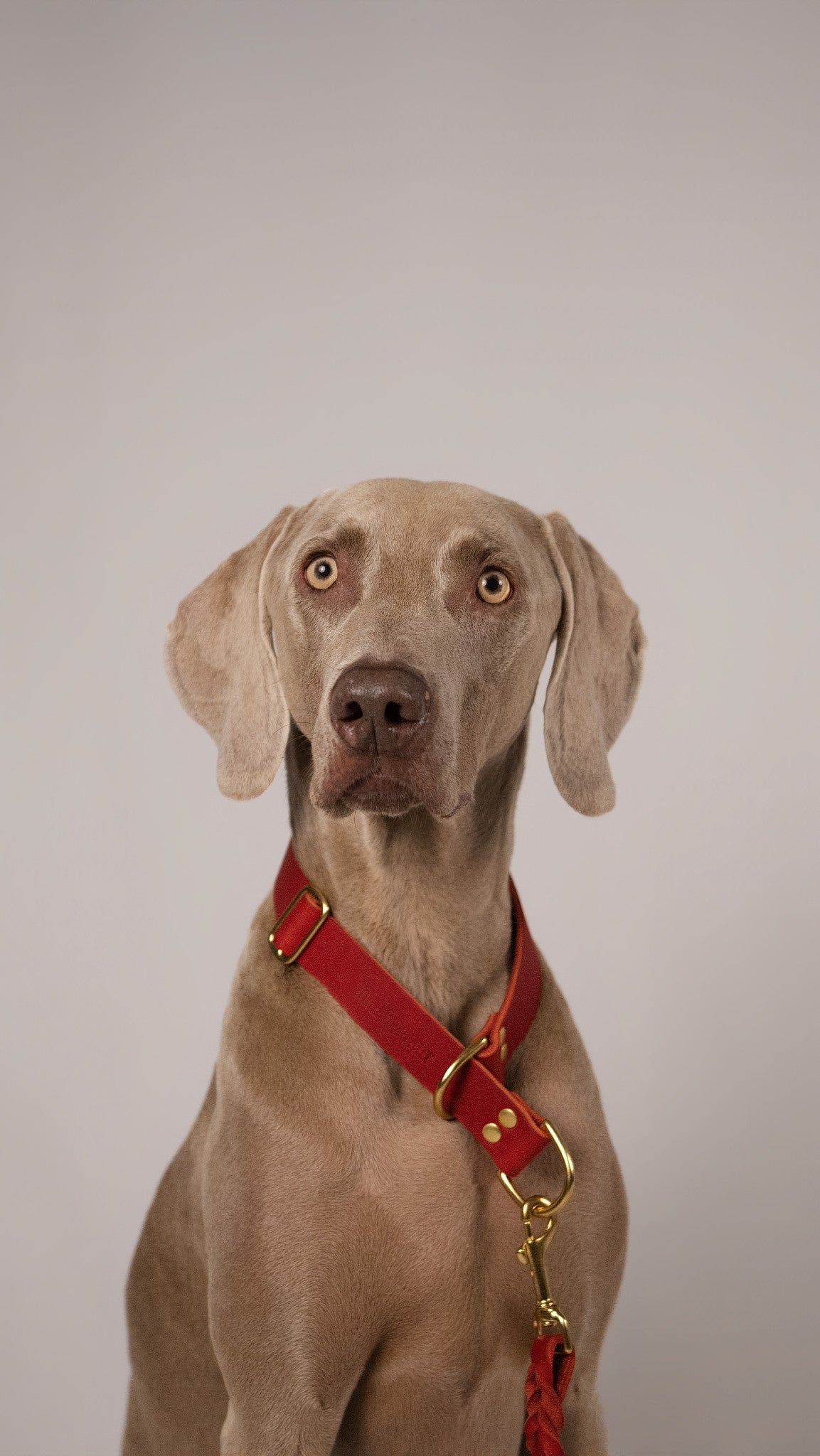 The Noble Pack - Collar Martingale, correa y chapita personalizada