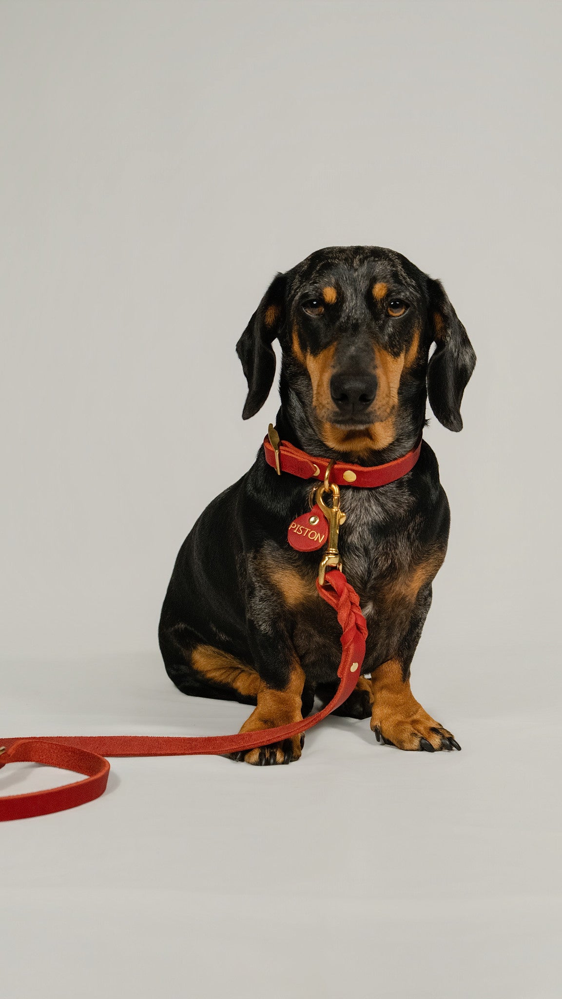 The Noble Pack - Collar clásico, correa y chapita personalizada
