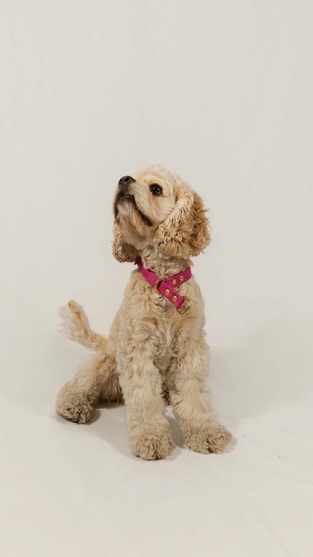 Collar Martingale Dusty Pink