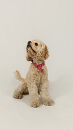 Collar Martingale Dusty Pink
