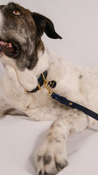 Correa The Blue Mastiff