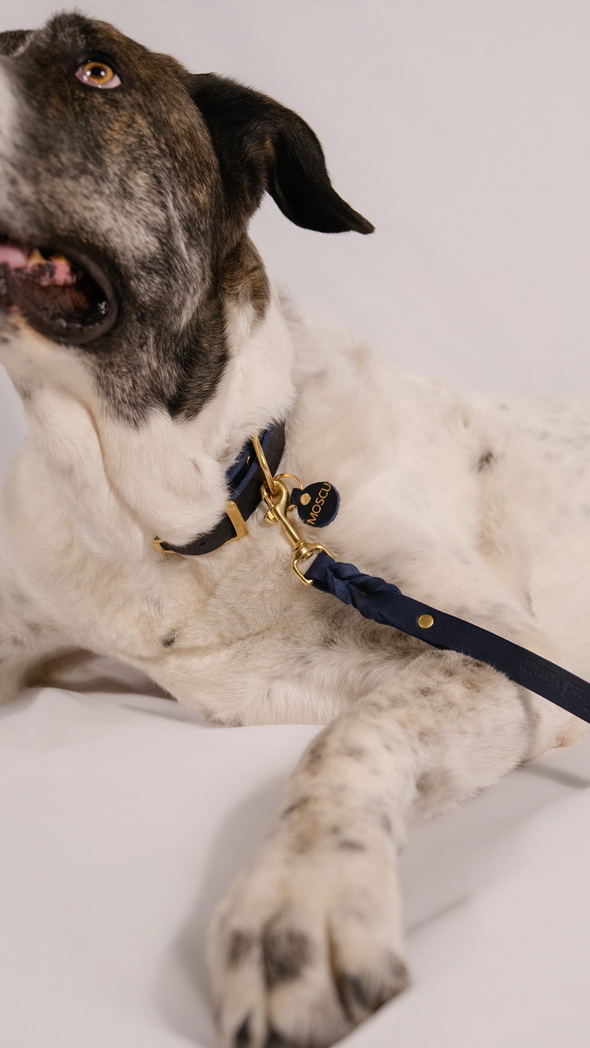 The Noble Pack - Collar Martingale, correa y chapita personalizada