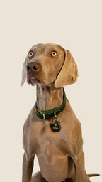 Collar Forest Green