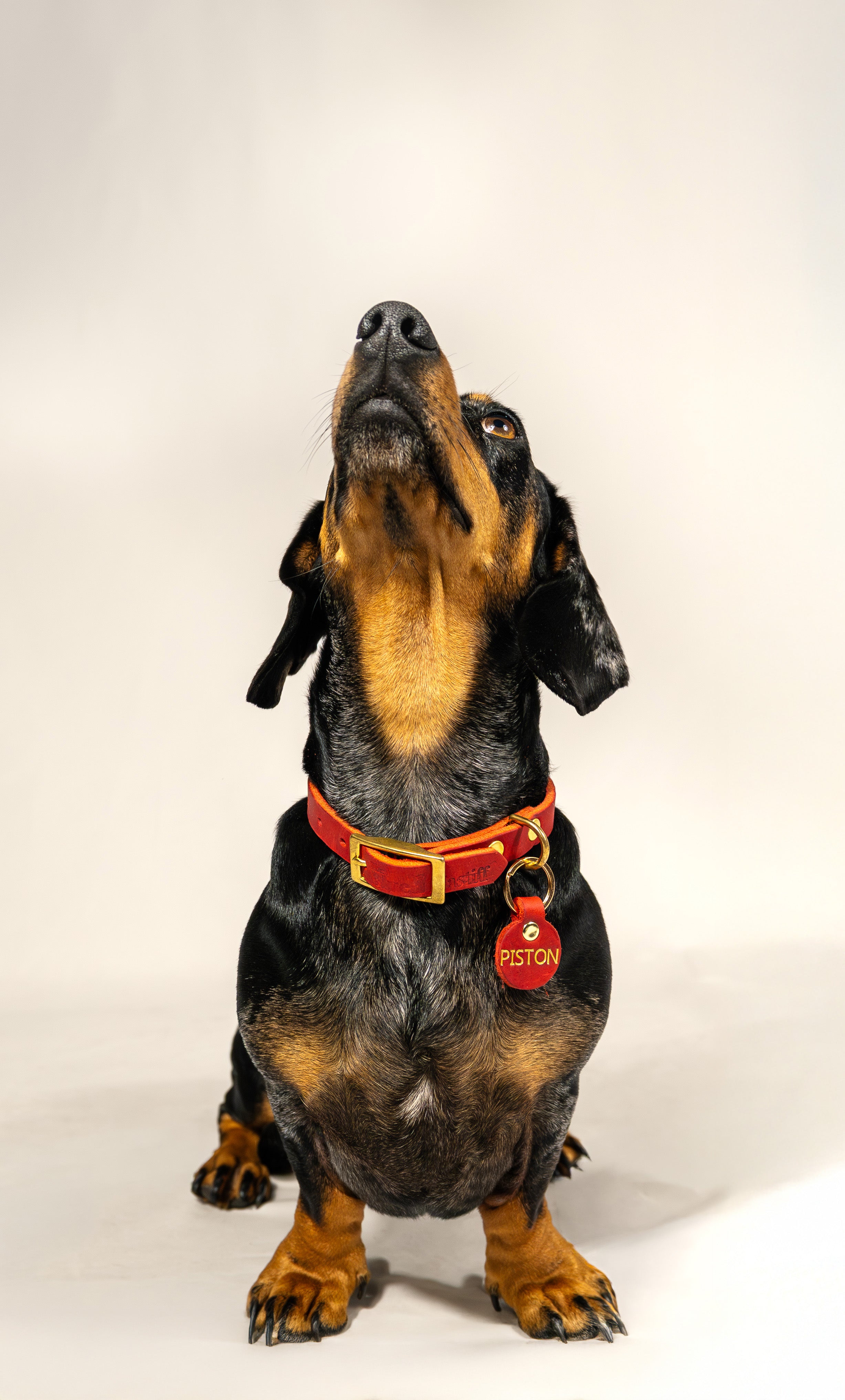 Collar Deep Red