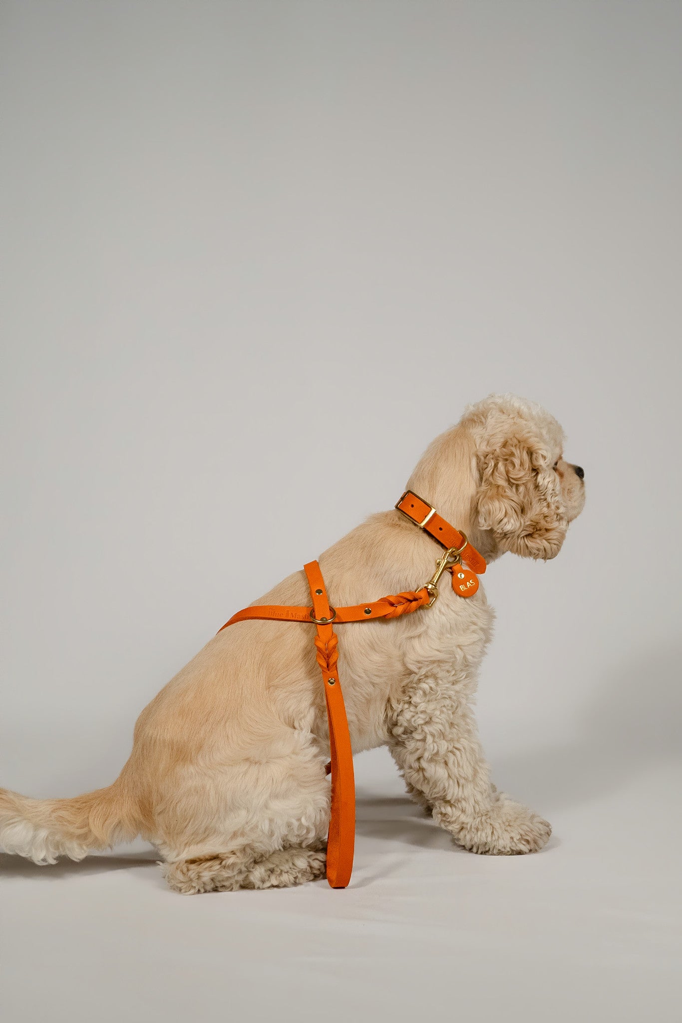The Noble Pack - Collar clásico, correa y chapita personalizada