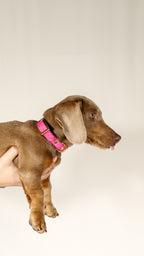 Collar Dusty Pink