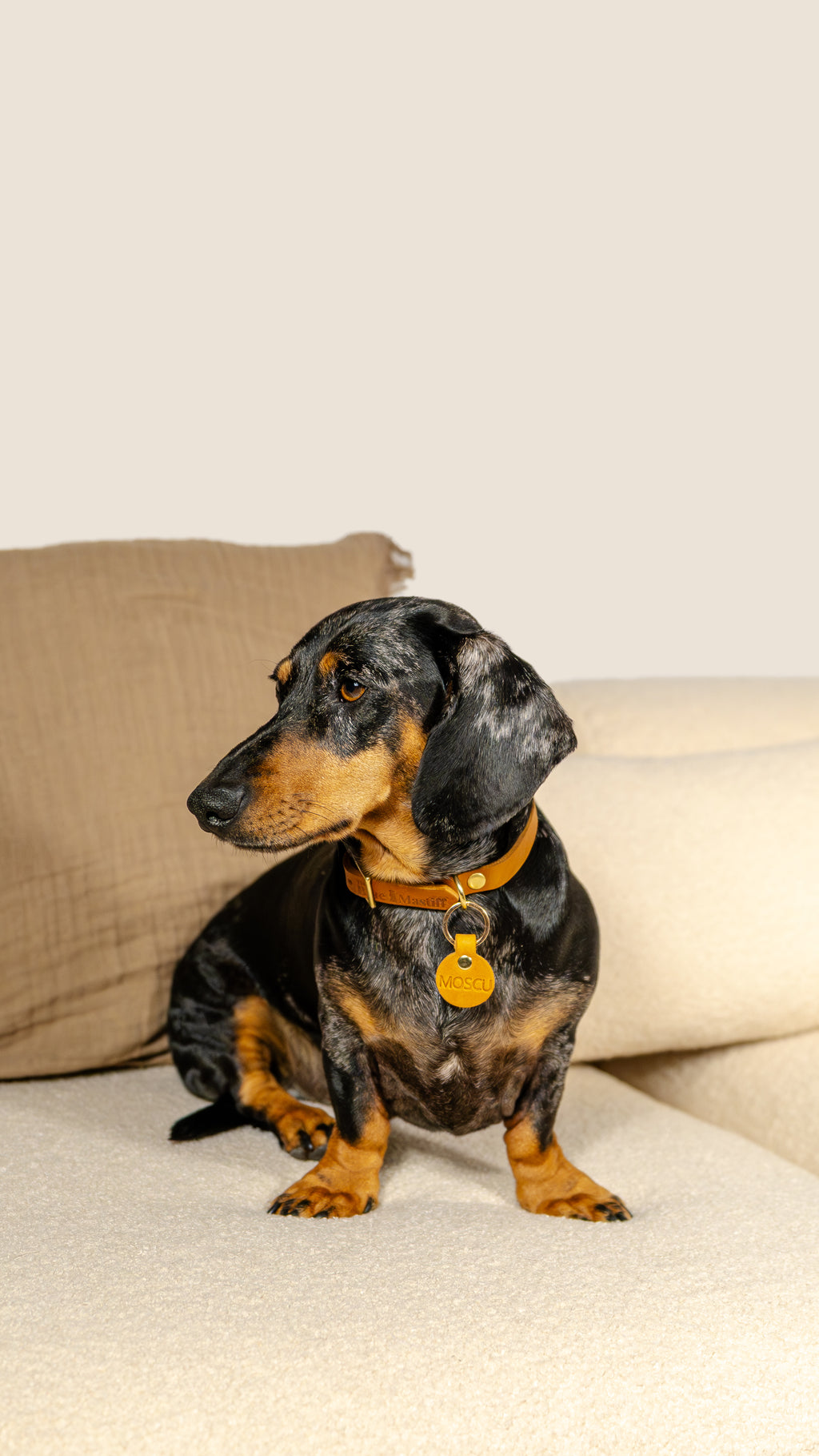 Collar Brandy