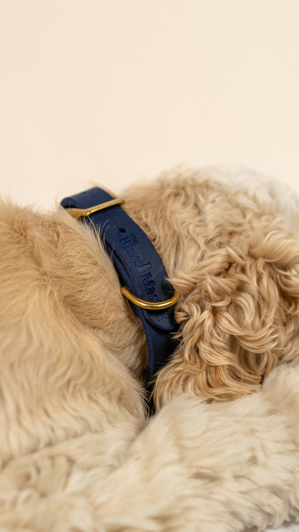 Collar The Blue Mastiff