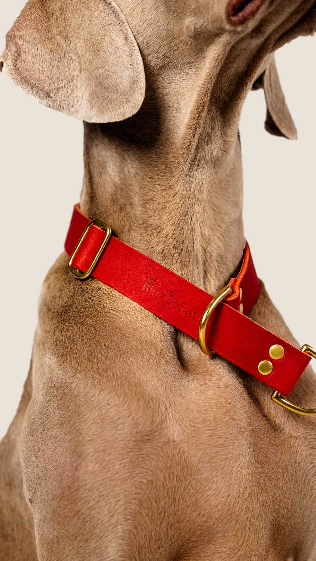 Collar Martingale Deep Red