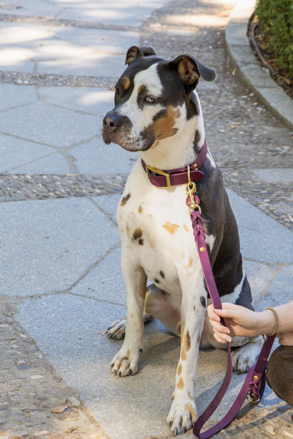 Dusty Pink Collar
