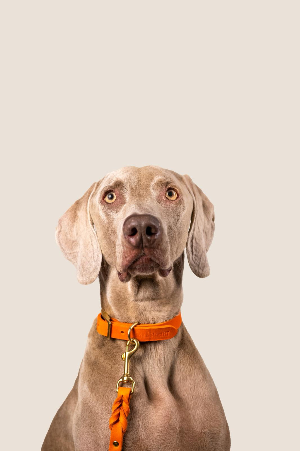 Collar Orange